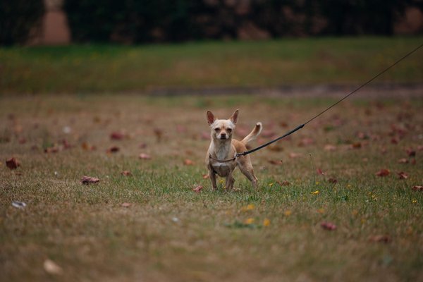 What are the key considerations for UK home security?